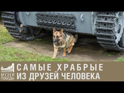Москвичи почтили подвиги собак