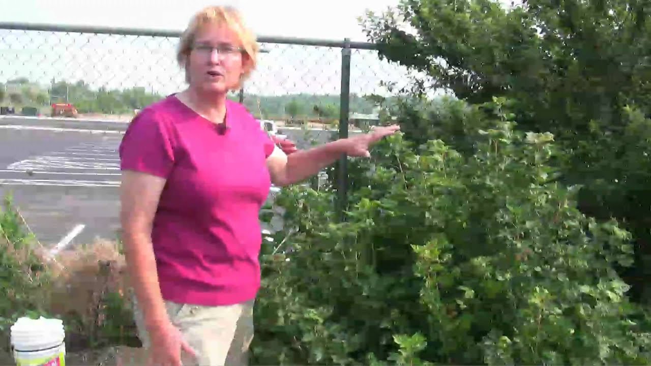 How to keep pests out of the garden - YouTube