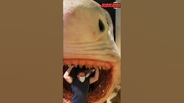 IKAN INI MENJADI PENGUASA LAUTAN SEJAK DULU❓ Megalodon ikan hiu terbesar yang pernah ada‼️