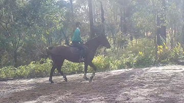 Improving the canter transitions through a systematic application of the AIDS