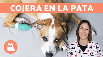 ¿Por qué mi perro quiere que le coja la pata?