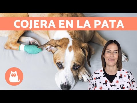 Video: Perro Cojeando: Causas Y Qué Hacer