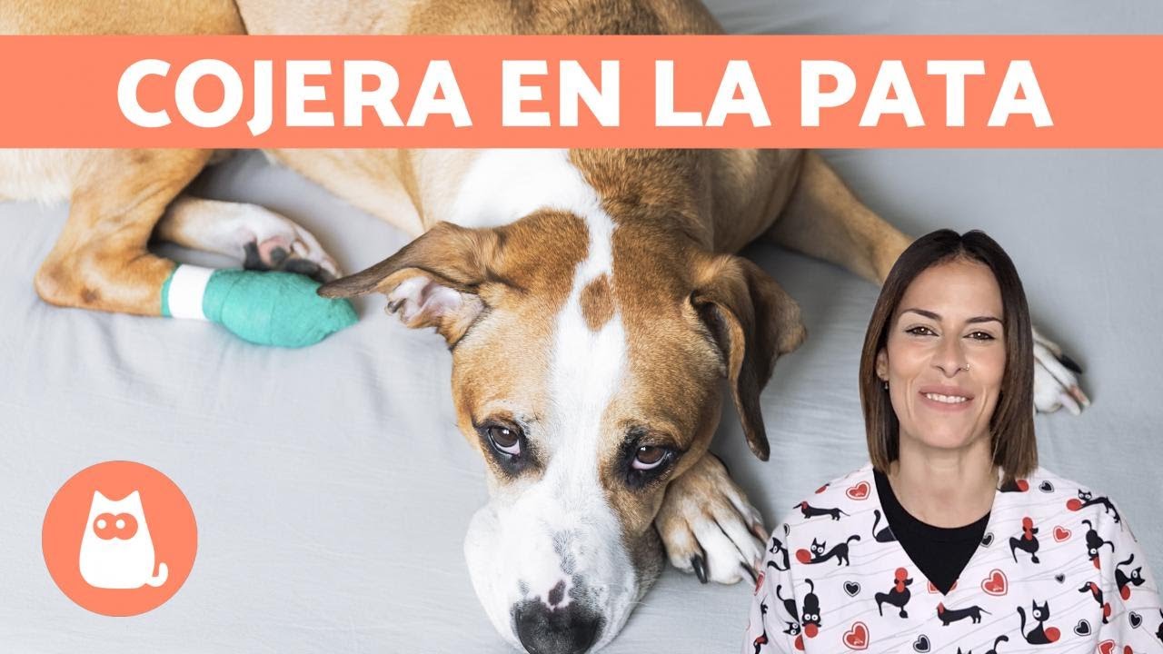 Mi PERRO COJEA de una PATA TRASERA 🐾🐕 (Causas y Qué hacer) - YouTube