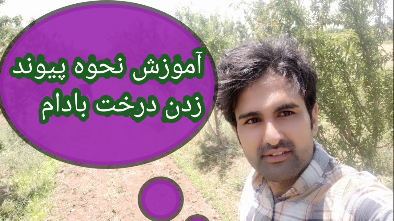 آموزش پیوند زدن درخت بادام