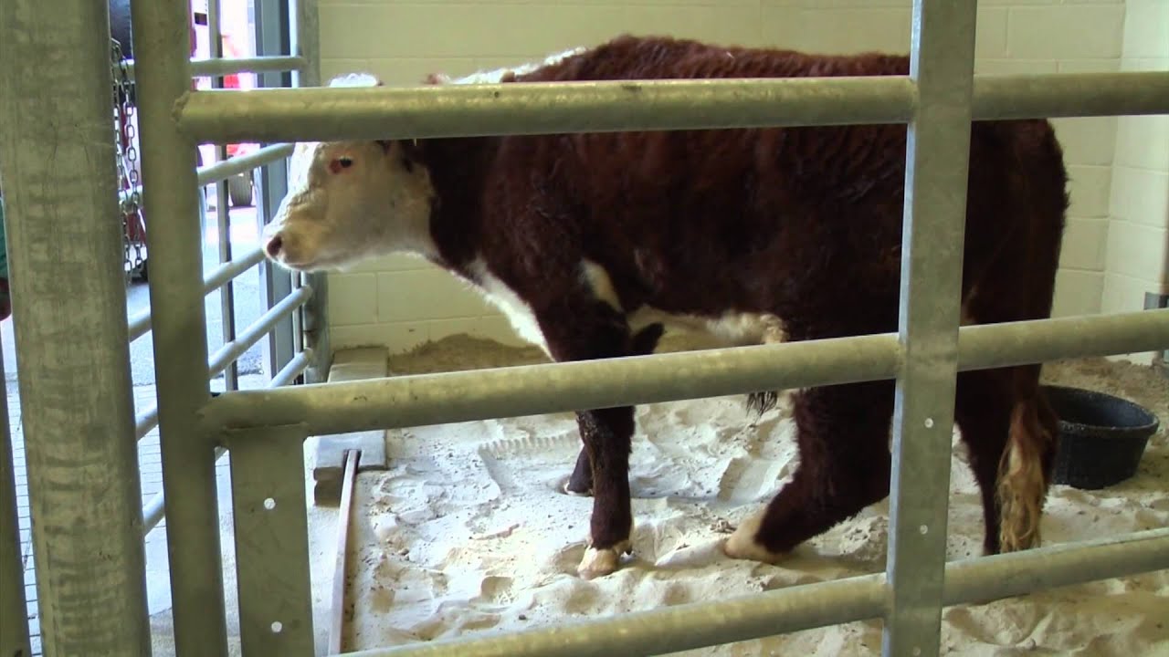 Live Green Tennessee -  Season 8, Episode 1