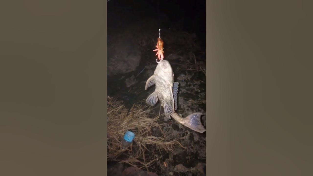 Night fishing janitor fish ang sumabit sa jump frog youtube