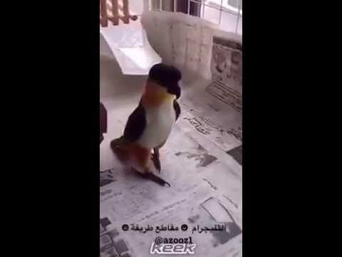 تصفية حسابات