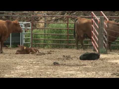 Video: Adakah anak lembu memerlukan air?