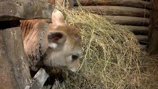 Мошенники в Украине продают моих коров..🐄.