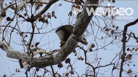 Interspecies Interactions