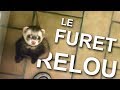 Le furet relou   parole de chat