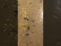 The moment a rare signal was discovered what they found will amaze you! Gold Quest 24 😎