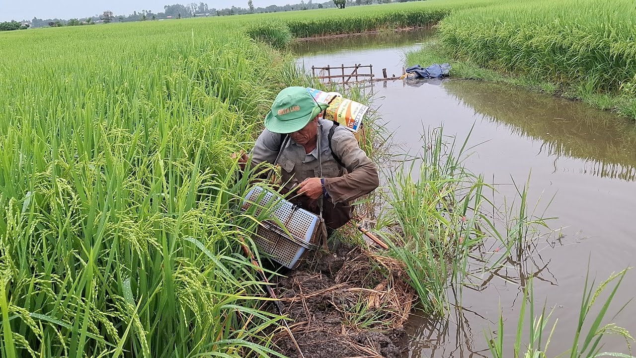 Nay chú sáu đi trích theo đường nước nha cả nhà, nay chú sáu đi tét cây 14f nha quá mêm nha