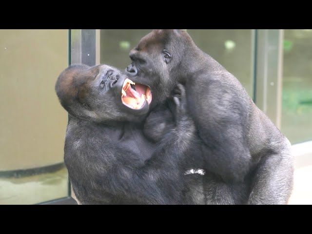 Silverback Gorilla Is Never Gonna Lose | The Shabani's Group - YouTube