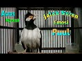 Jalak Suren Gacor Kode Taktok Cocok Buat Masteran Pancingan Jalak Suren Gacor Full Isian Malas Bunyi Mp3 - Mp4 Download