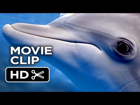 Dolphin Tale 2 Movie CLIP - What Are You Doing? (2014) - Morgan Freeman Dolphin Drama HD