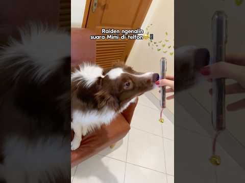 RAIDEN NGERTI VIDEO CALL‼️ LANGSUNG HEBOH DENGER SUARA MIMI📱🥹 #shorts #anjinglucu