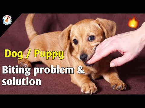 कुत्ते के काटने से कैसे रोकें / कुत्ते के काटने की समस्या / in hindi / अगर पिल्ला आपको काट ले तो क्या करें?