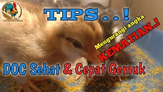 Cara Merawat DOC || Agar Gemuk Dan Sehat | Mengurangi Angka Kematian..!