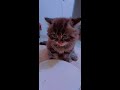 Homemade cat food (Mackerel,Chicken &amp; Sweet pumpkin) Mixed #cat #kitten #shorts #catfood #shortvideo