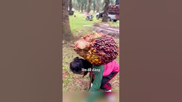 Cô gái bốc vác để kiếm sống thật phi thường #shorts