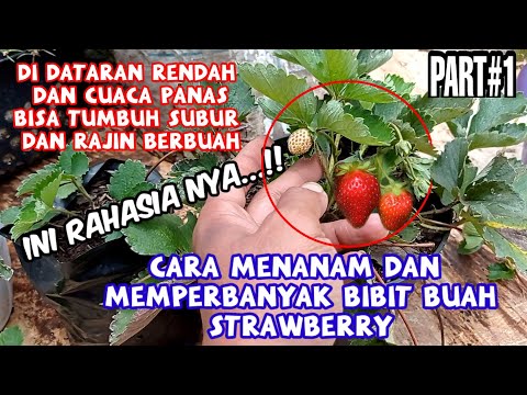 Video: Menanam Stroberi Kebun Sesuai Dengan Program Yang Disederhanakan (bagian 1)