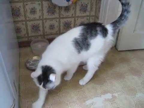 Кот Мурзик закапывает еду