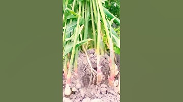 Teknik Cerdas Petani Panen Jahe dengan Hasil yang Sangat Memuaskan #Shorts