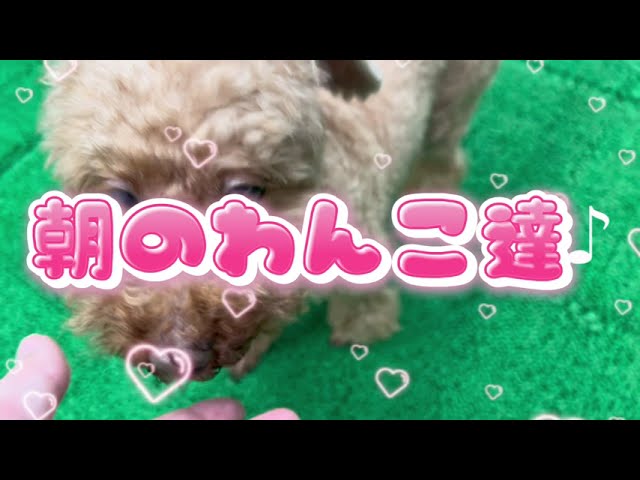 20260527 ダックペットサービス 朝のわんこ達 - YouTube