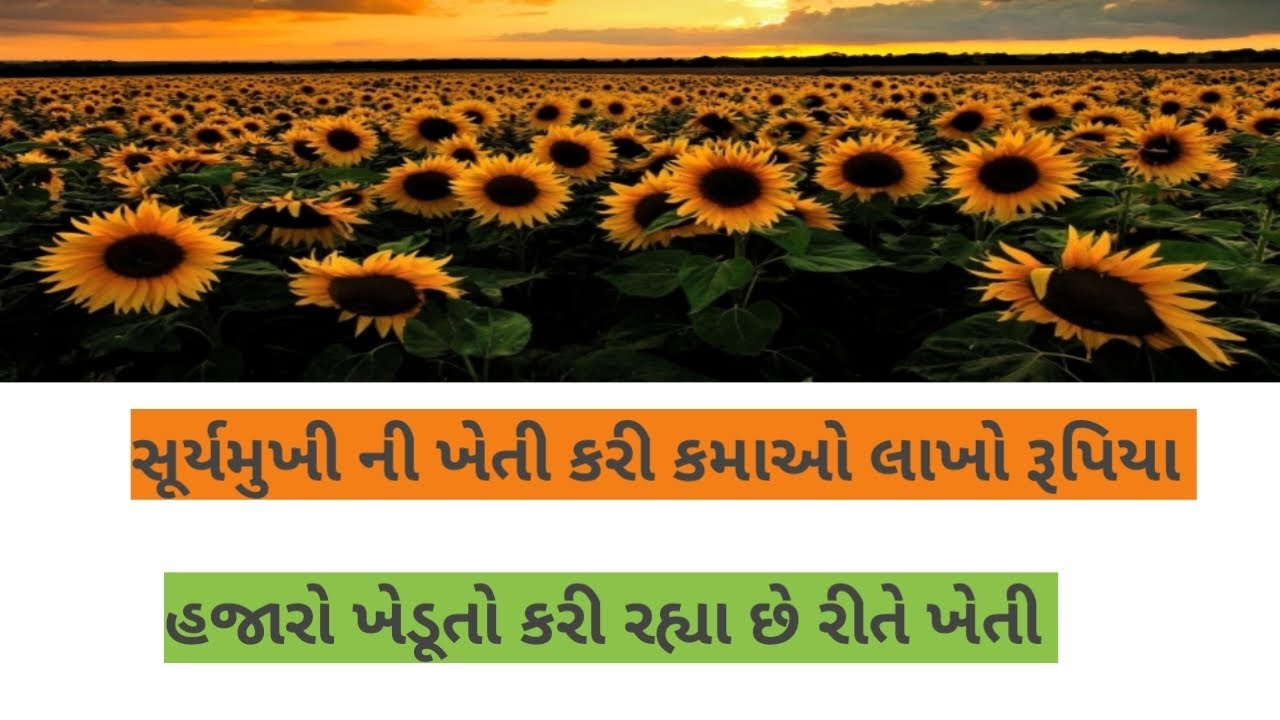 સૂર્યમુખી ની ખેતી sunflower ki kheti sunflower farming YouTube