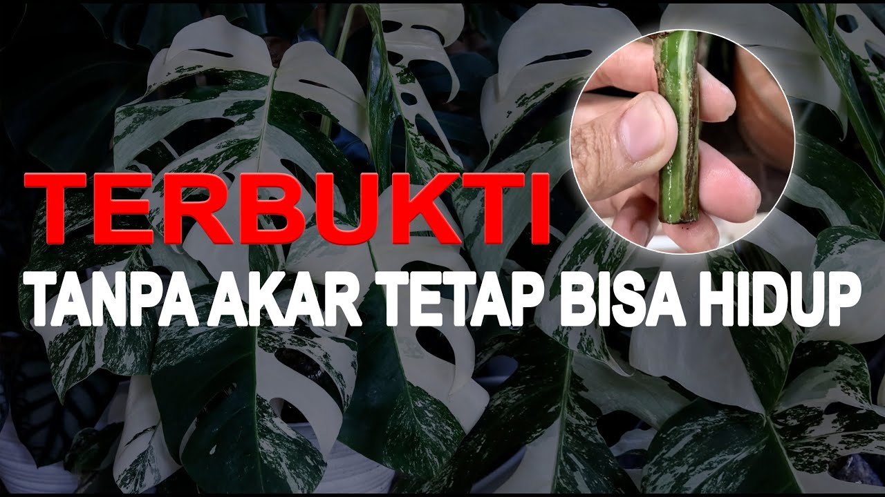 Mengatasi Monstera Variegata Tanpa Akar/Busuk Akar dan  Media Tanam Monstera , Update Perkembangan