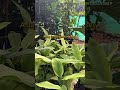 Plant Lover’s Paradise 🌱 | Nursery Visit    #plants #nursery #garden #nature #fyp #aesthetic #pov