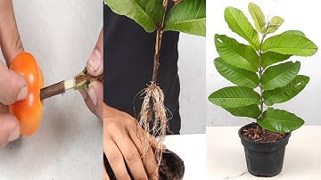 The guava tree cutting this way using in A tomato (New Techniques)