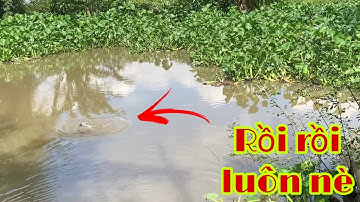 Câu Cá Mè Vinh Mùa Nước Có Gì Bằng Mồi Vừa Xuống Là Cá Ăn Liền | Fishing Miền Tây