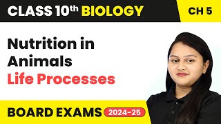 Nutrition in Animals - Life Processes | Class 10 Biology Chapter 5 | CBSE 2024-25