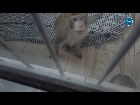 В тюменском зоопитомнике обитают животные пенсионеры из цирков