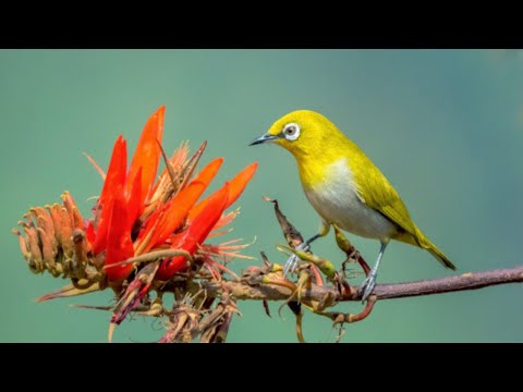 Video KHUYÊN MÁI , HÓT TE KÍCH TRỐNG LIÊN HOÀN , ÉP TRỐNG... - youtube
