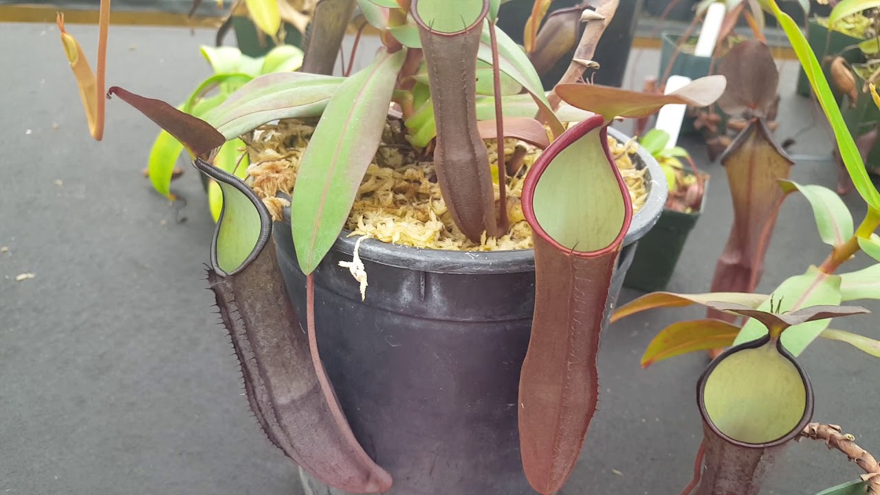 Species Spotlight: Nepenthes ramispina