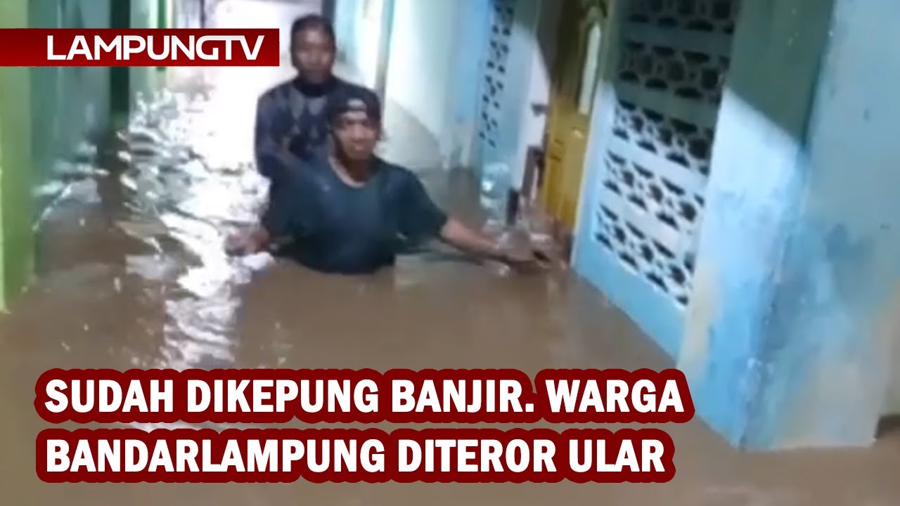 Sudah dikepung Banjir, Warga Bandarlampung Diteror Ular