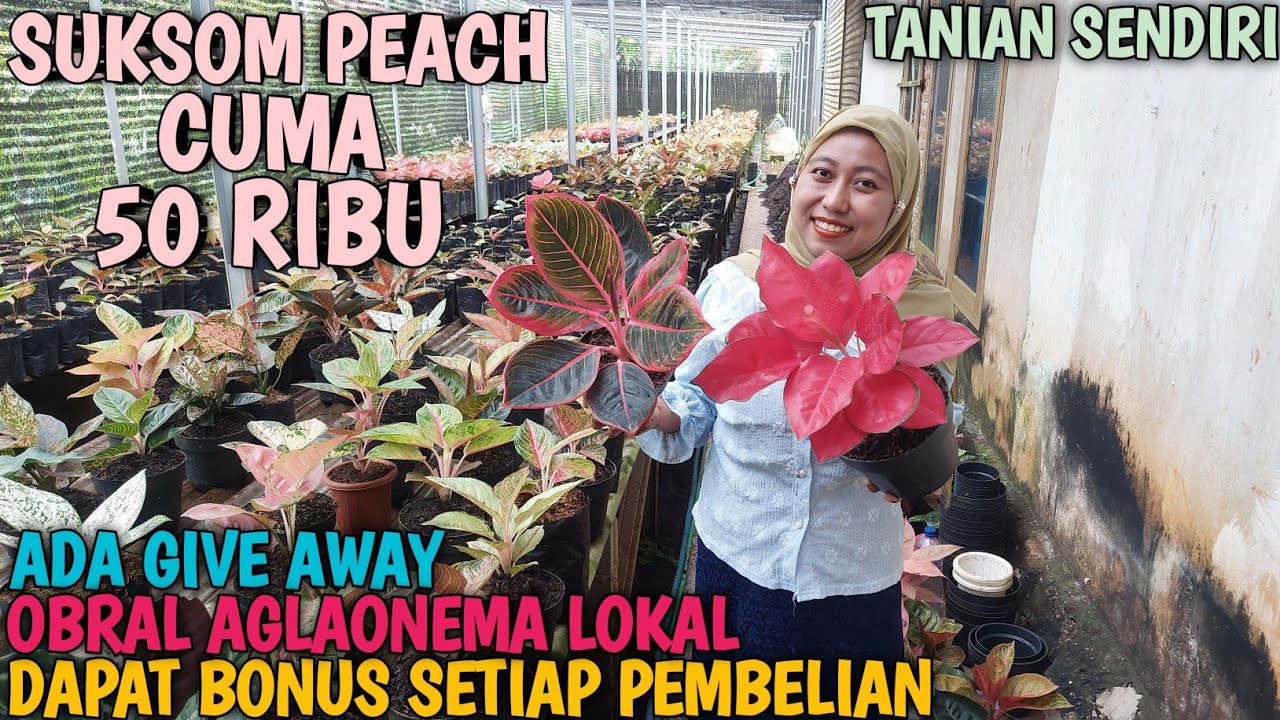 OBRAL AGLAONEMA 16 JANUARI 2026 | TANIAN SENDIRI | 100% AMANAH | GARANSI TOTAL ❗️