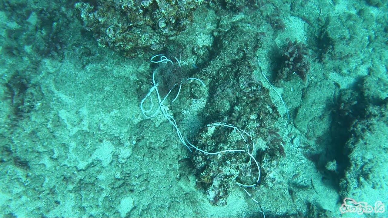 צלילת ניקוי שאריות חוטי דיג