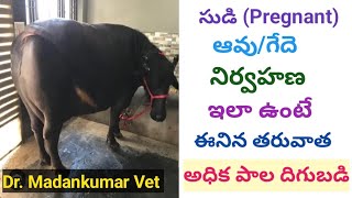 Care of pregnant cow or buffalo to get more milk after calving Telugu | Dr. Madankumar Vet