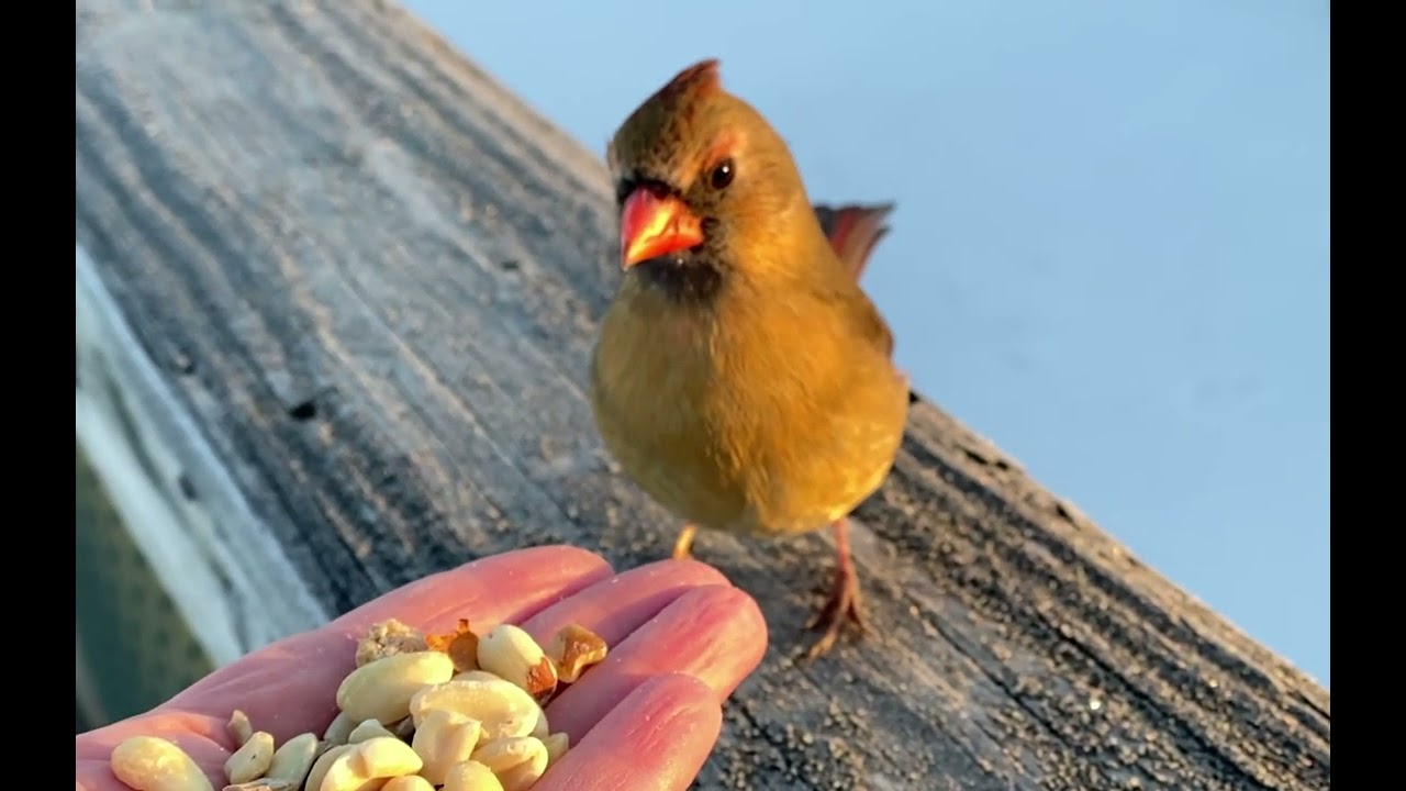 Hand-feeding Birds in Slow Mo - Northern Cardinal