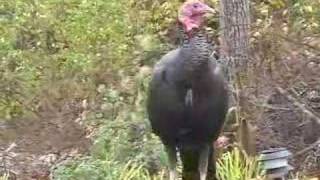 CapeCast: Nov. 19 goes to the turkey