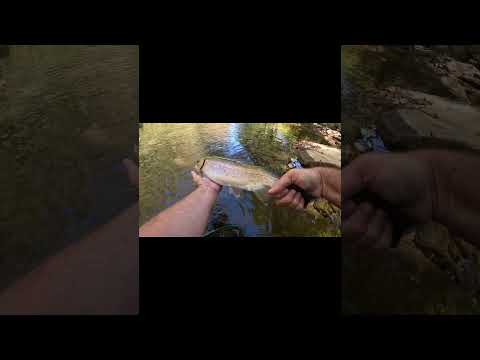 Big rainbow catch and release on Three Forks Creek