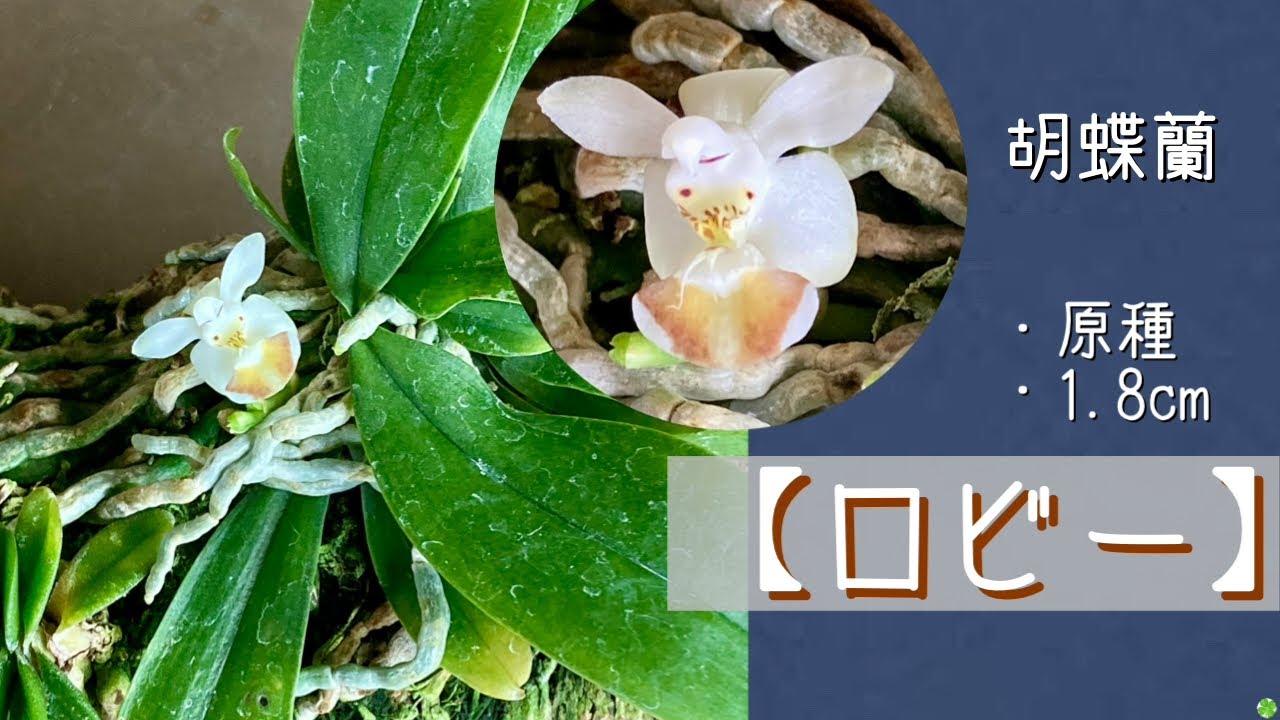 希少蘭　胡蝶蘭レア　P. Fuller’s Miss Pelotic Queen March 30, 2026: Original species micro phalaenopsis orchid 'Robbie