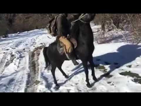 ცხენის ცეკვა