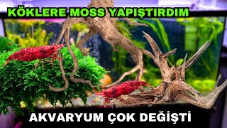 Yeni Kökler | 200 Litre Akvaryumu Yeniden Tasarladım