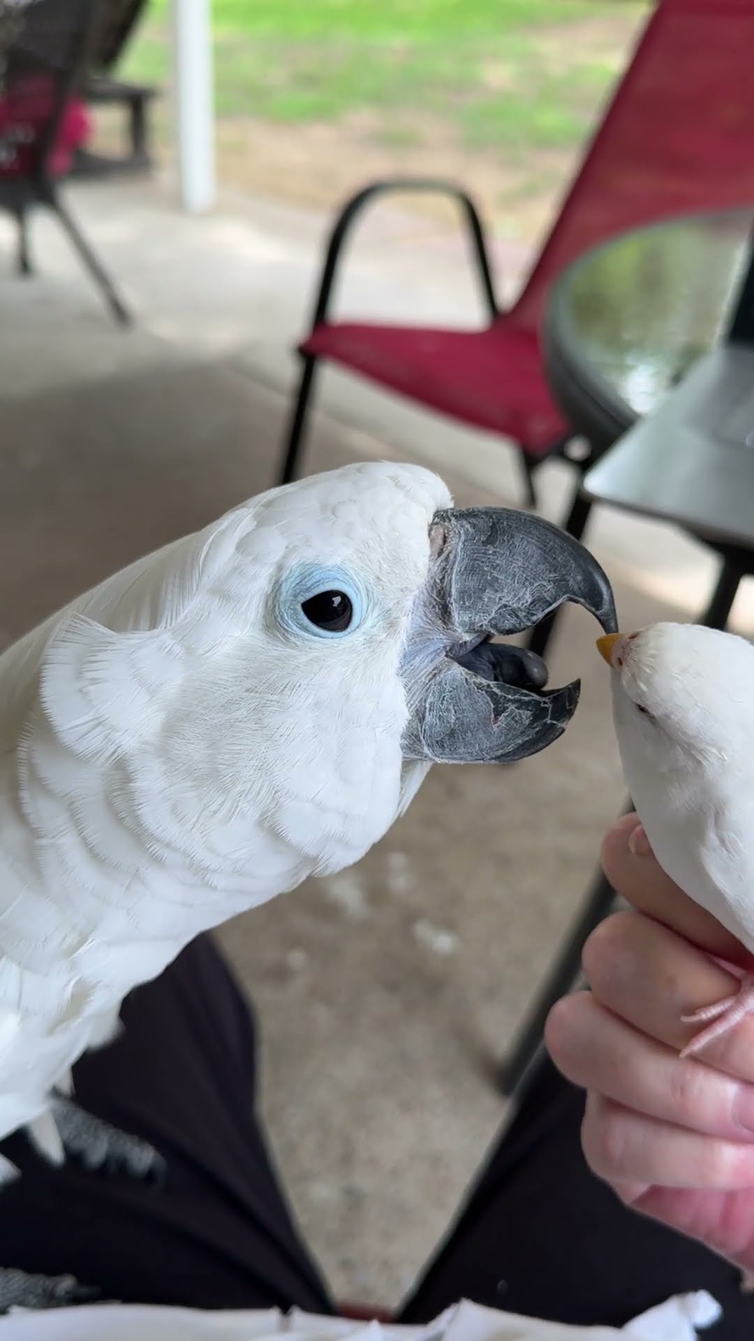 Cockatoo Tongues Little Parrot || ViralHog