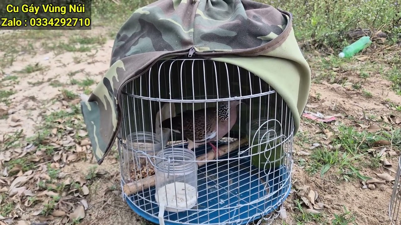 Cách Nuôi Cu Gáy Non Thành Mồi Hay